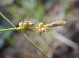 Carex chloroleuca