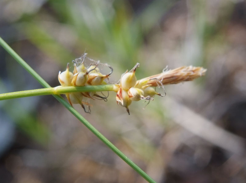 Image of Carex chloroleuca specimen.