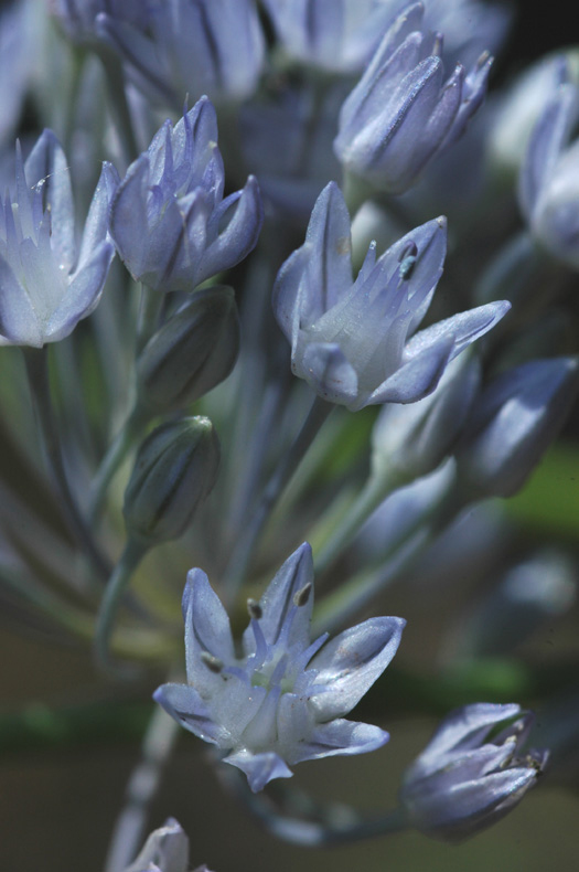 Image of Allium caesium specimen.