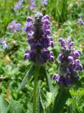 Phlomoides oreophila