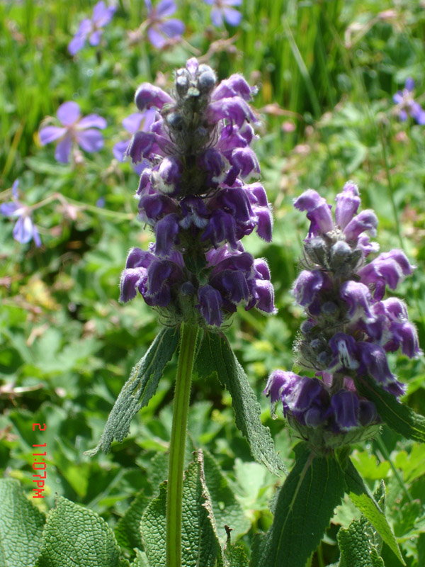 Image of Phlomoides oreophila specimen.