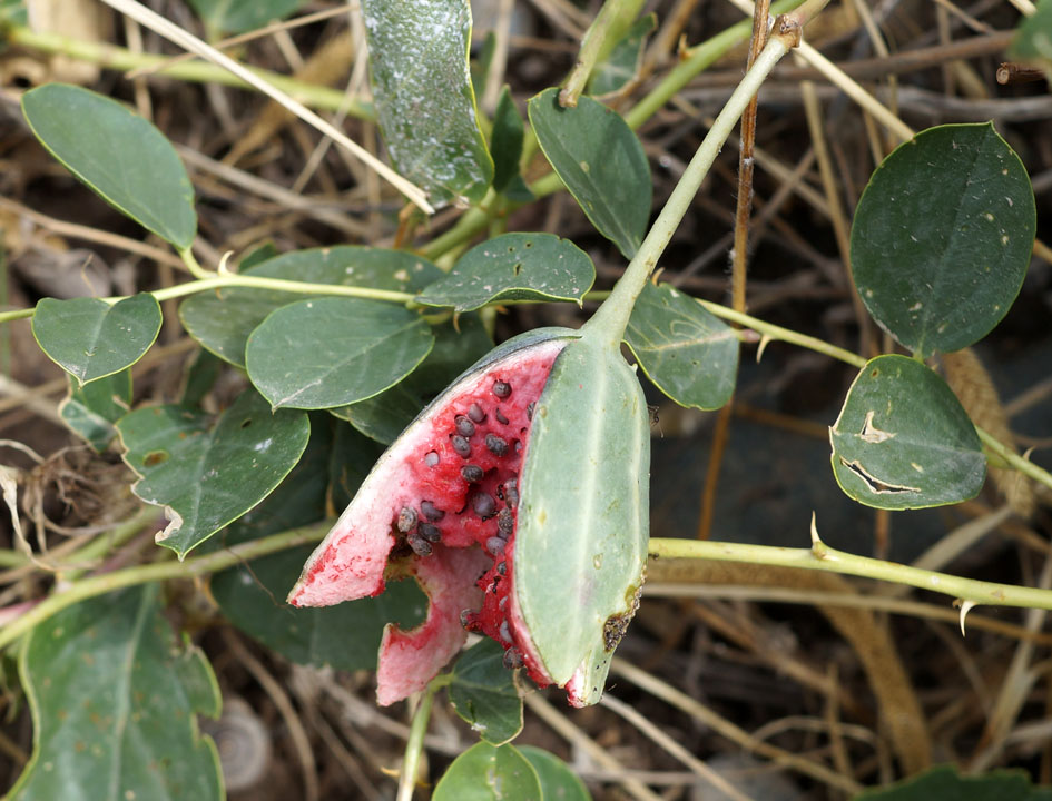 Image of Capparis herbacea specimen.