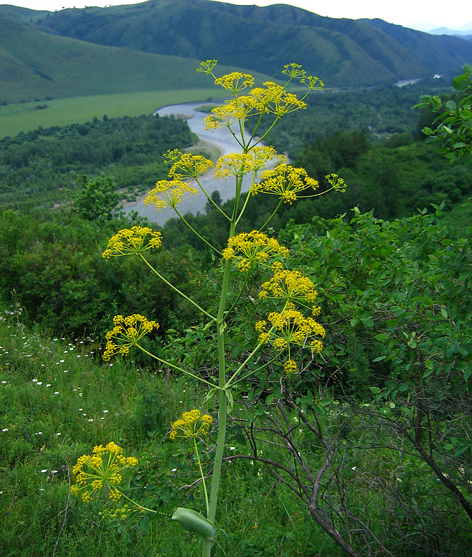 Изображение особи Ferula songarica.