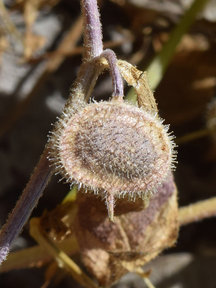 Изображение особи Asperuginoides axillaris.