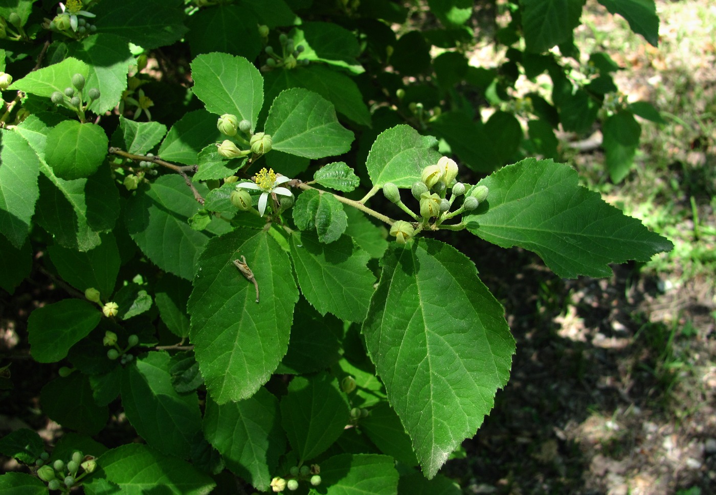 Image of Grewia biloba var. parviflora specimen.