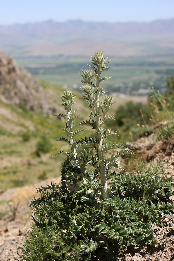 Изображение особи Olgaea pectinata.