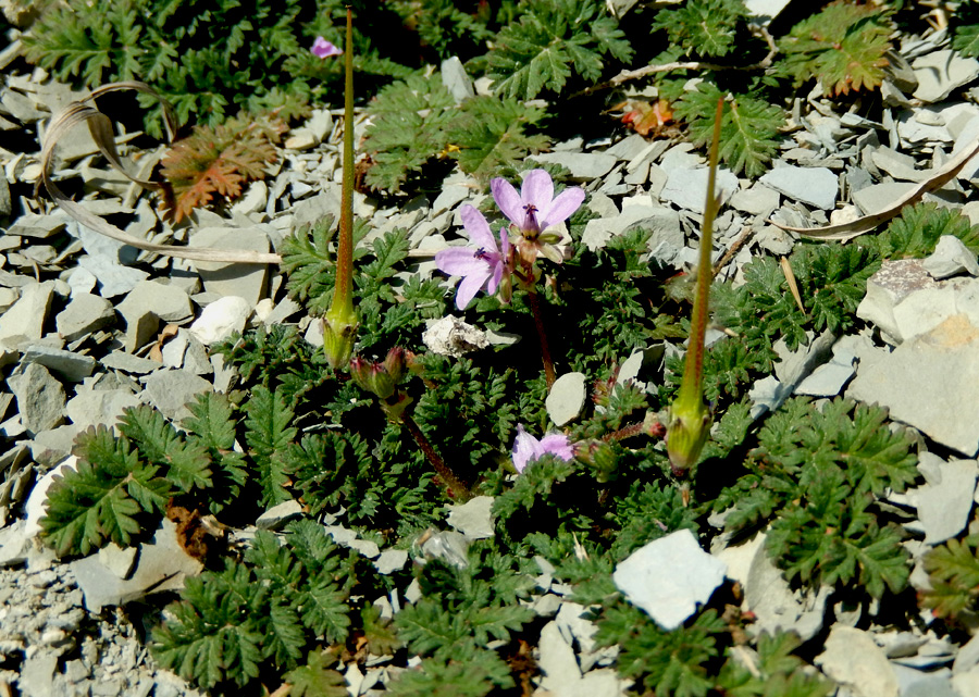 Изображение особи Erodium cicutarium.