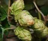 Humulus lupulus