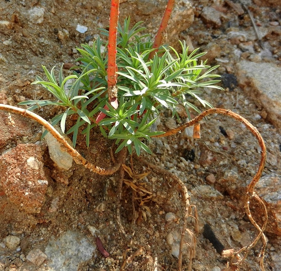 Изображение особи род Euphorbia.