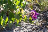 Lathyrus japonicus subspecies pubescens. Верхушка цветущего растения. Кольский п-ов, Кандалакшский берег Белого моря, песчаный пляж. 24.06.2015.