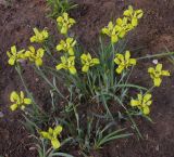 Iris pineticola