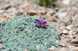 род Oxytropis
