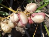 Astragalus skorniakowii