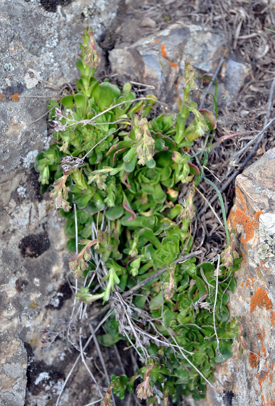 Image of Rosularia sempervivum specimen.