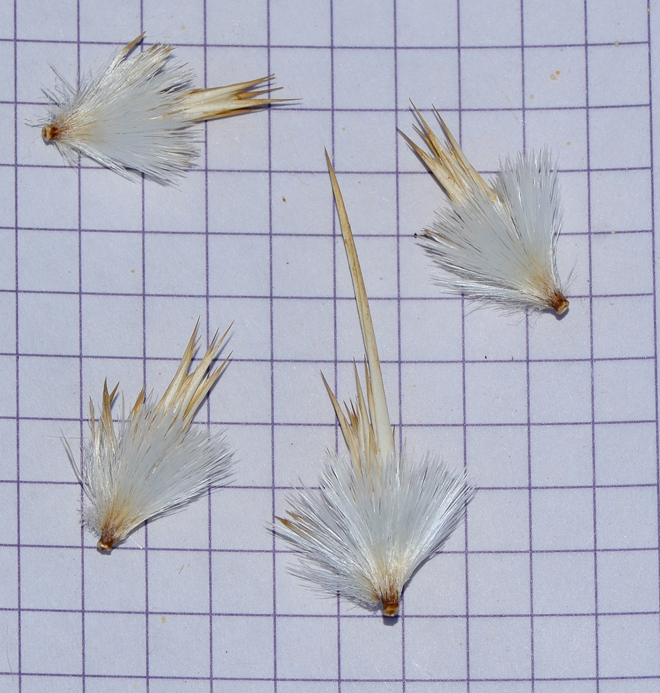 Image of Echinops polyceras specimen.