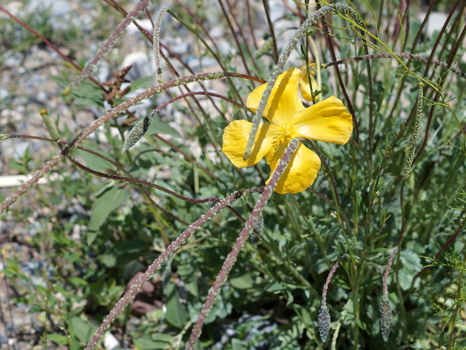 Изображение особи Glaucium squamigerum.