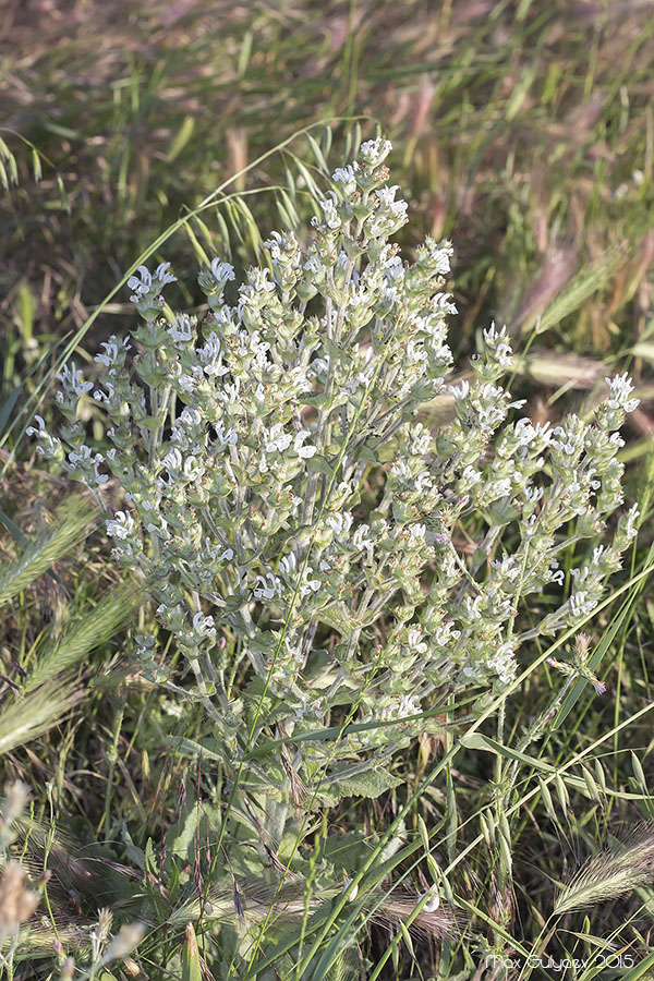 Изображение особи Salvia aethiopis.