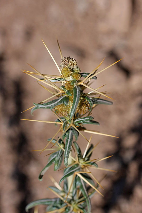 Image of Xanthium spinosum specimen.