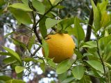 Citrus maxima. Часть веточки со зрелым плодом. Испания, Мадрид, Королевский ботанический сад. Январь 2016 г.