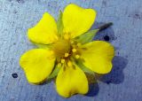 genus Potentilla. Цветок. Якутия (Саха), Нерюнгинский р-н, г. Нерюнгри, пустырь. 24.07.2012.