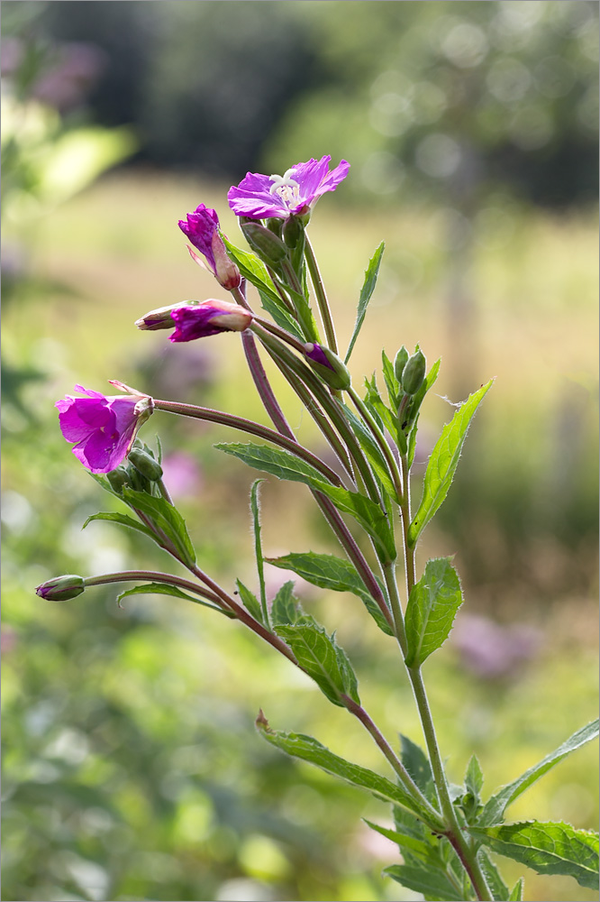 Image of Epilobium hirsutum specimen.