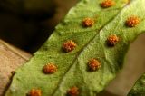 Polypodium vulgare