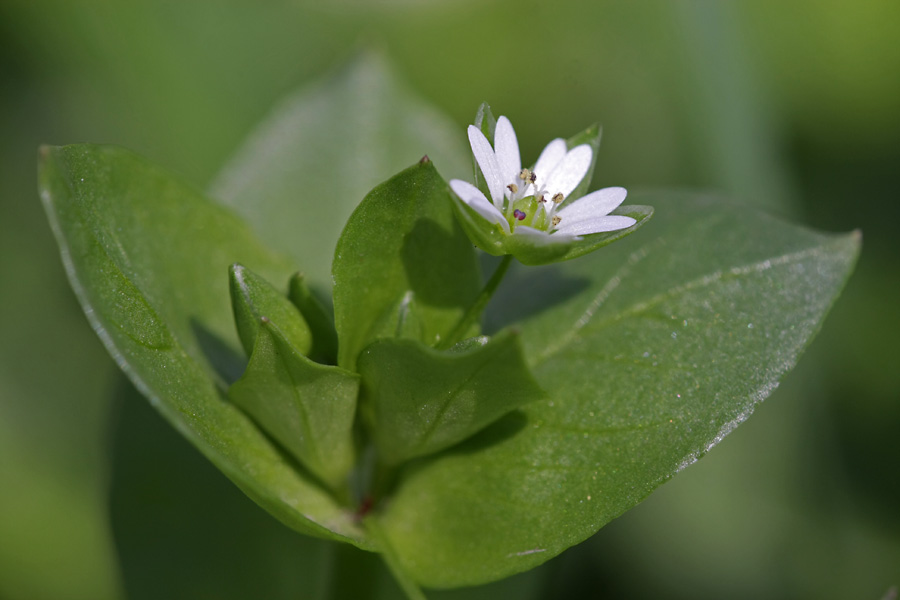 Image of Stellaria neglecta specimen.