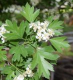 Crataegus turkestanica. Соцветие и листья. Узбекистан, г. Ташкент, пос. Улугбек, санитарно-защитная зона. 04.04.2016.