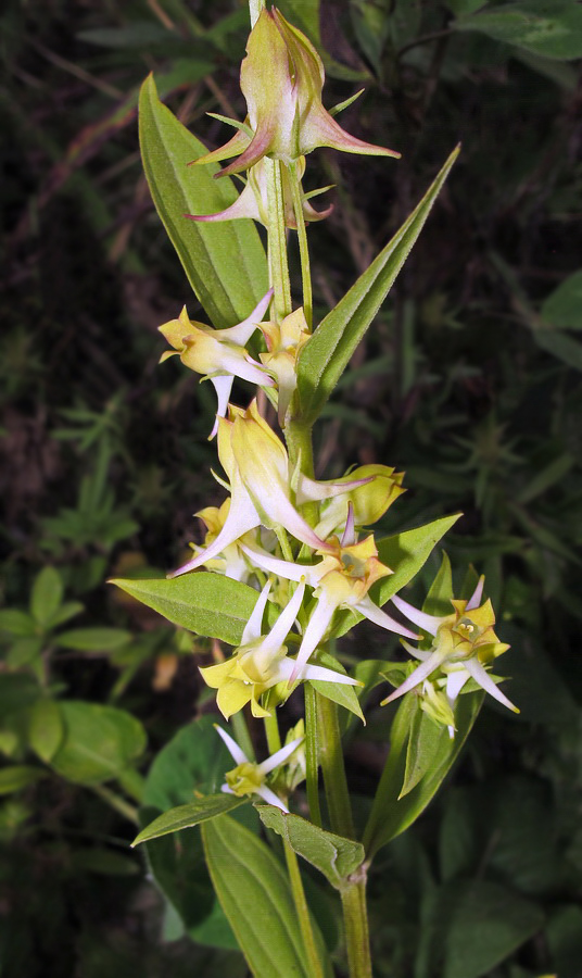 Изображение особи Halenia corniculata.