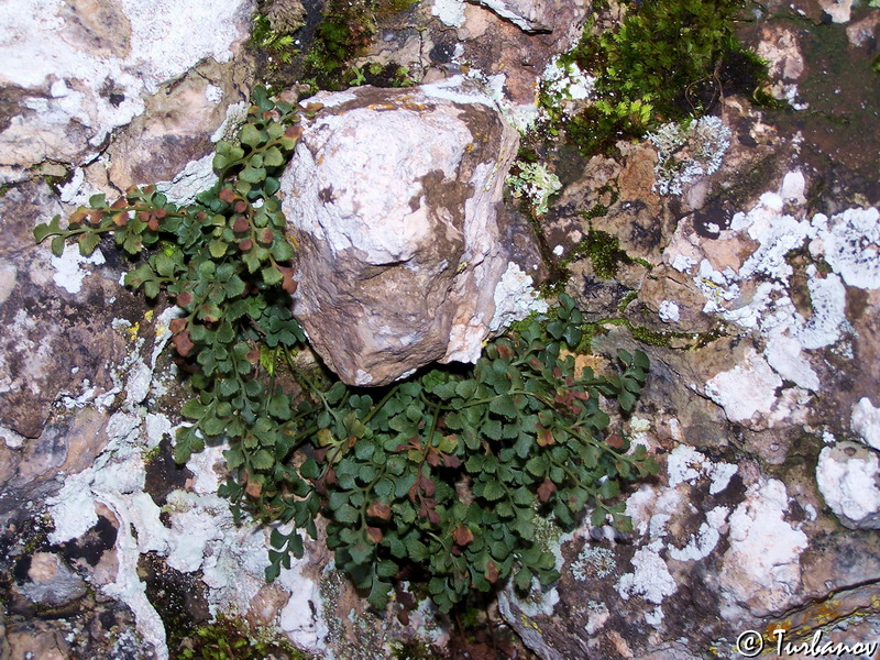 Изображение особи Asplenium ruta-muraria.