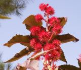 Ricinus communis