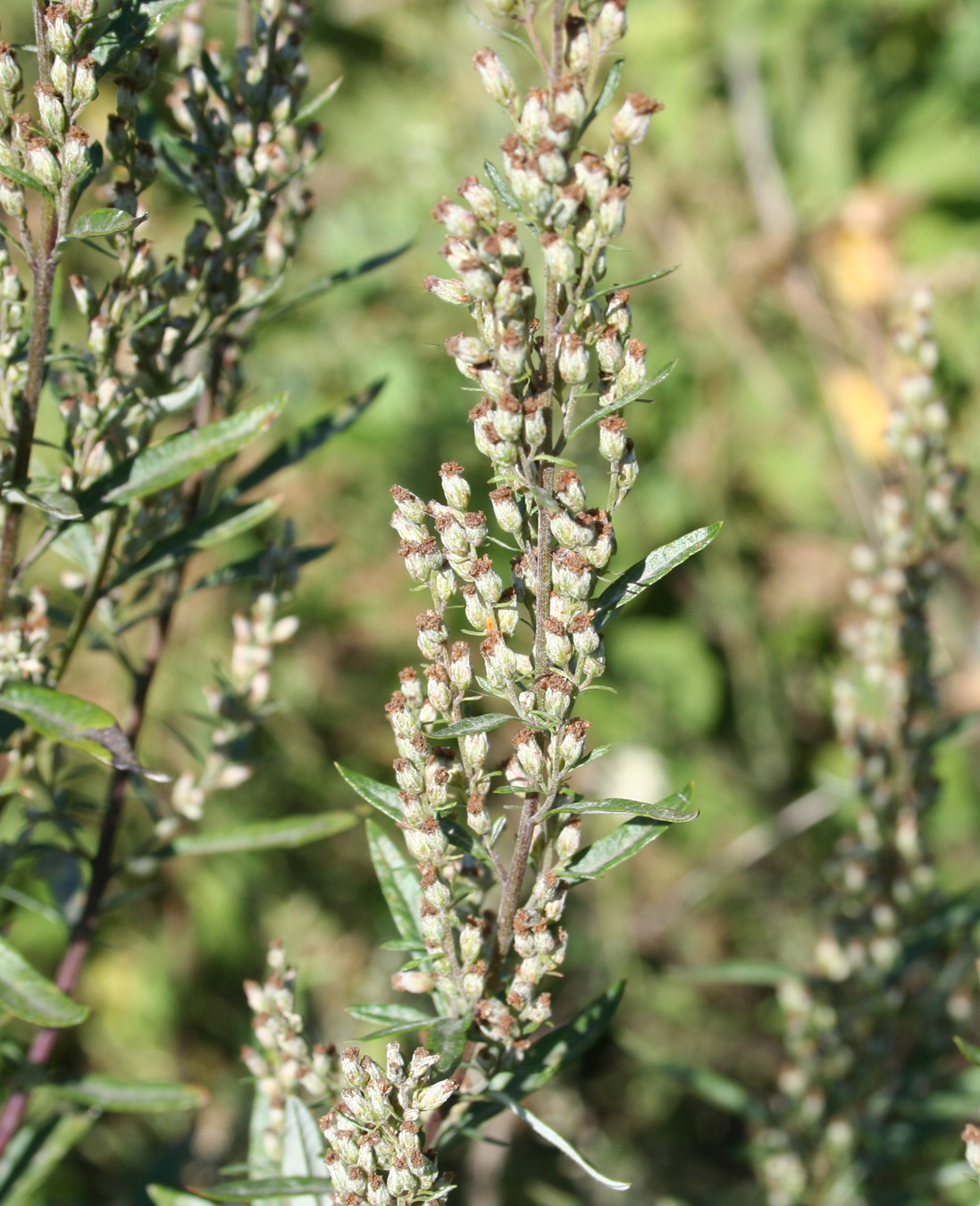 Изображение особи Artemisia vulgaris.