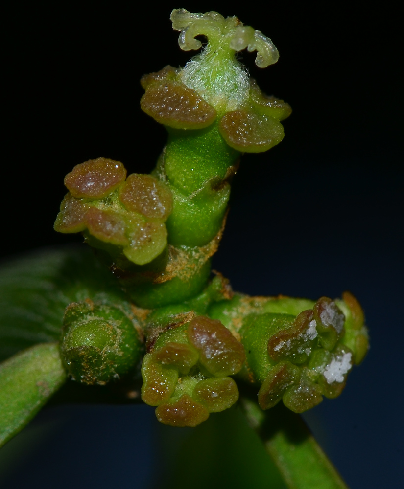 Изображение особи Euphorbia tirucalli.