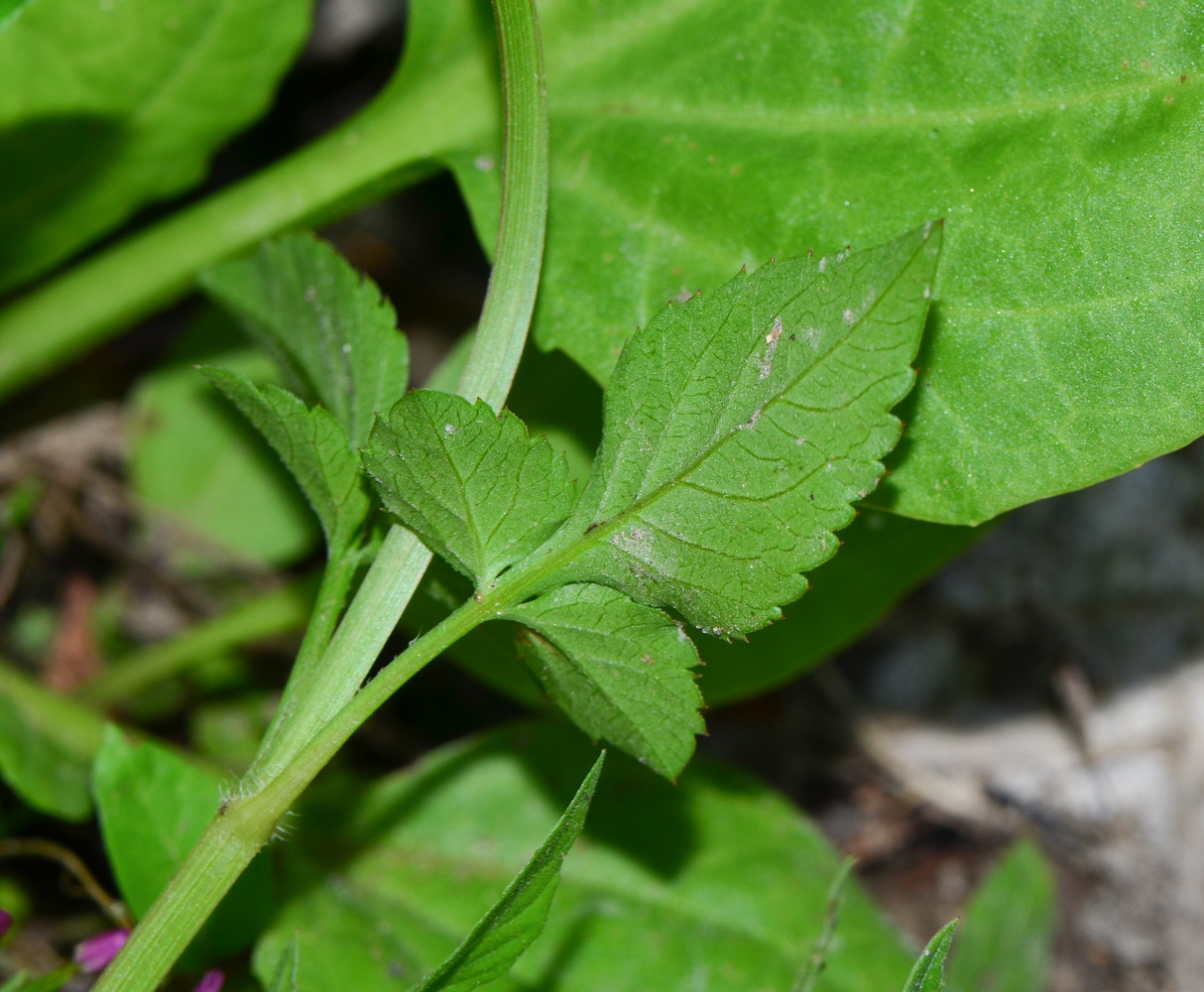 Изображение особи Bidens pilosa.