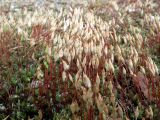 Polytrichum piliferum. Куртина спороносящих растений на песчано-гравийной площадке. Кольский п-ов, окр. Туманный, насыпная терраса над нижним бьефом Серебрянской ГЭС-2. 15.05.2016.