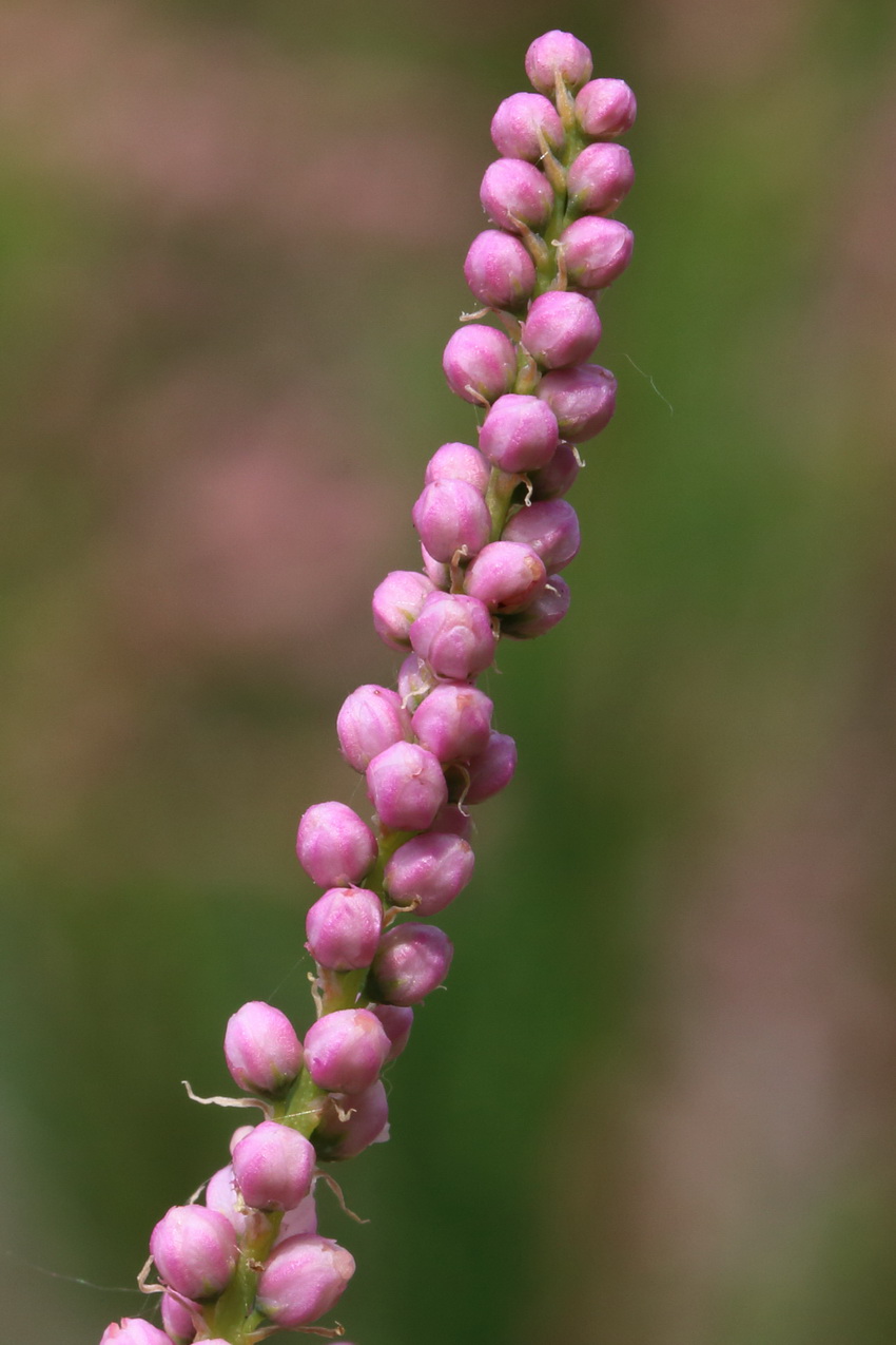 Изображение особи Tamarix ramosissima.