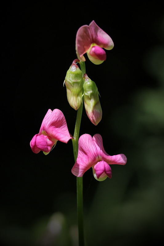 Изображение особи Lathyrus sylvestris.