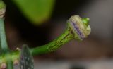 Thunbergia laurifolia