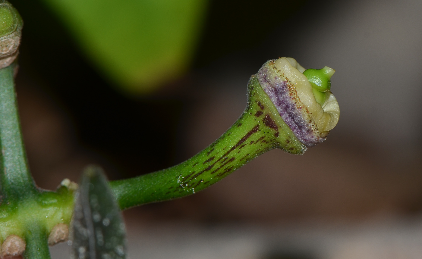 Image of Thunbergia laurifolia specimen.