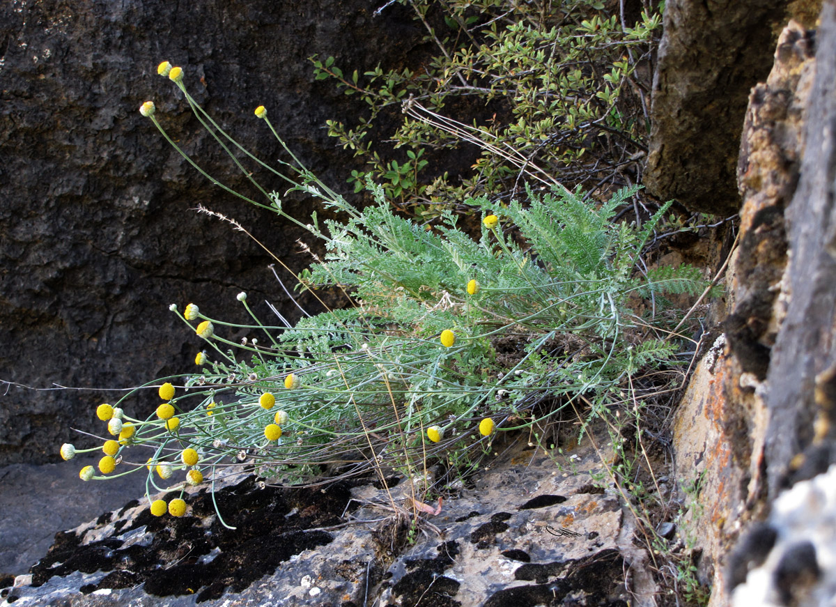 Image of Tanacetum mindshelkense specimen.