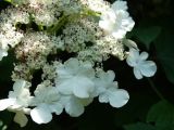 Viburnum sargentii. Часть соцветия. Приморье, окр. г. Находка, смешанный лес. 26.06.2016.