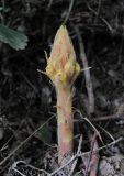 Orobanche laxissima