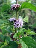 Mentha arvensis