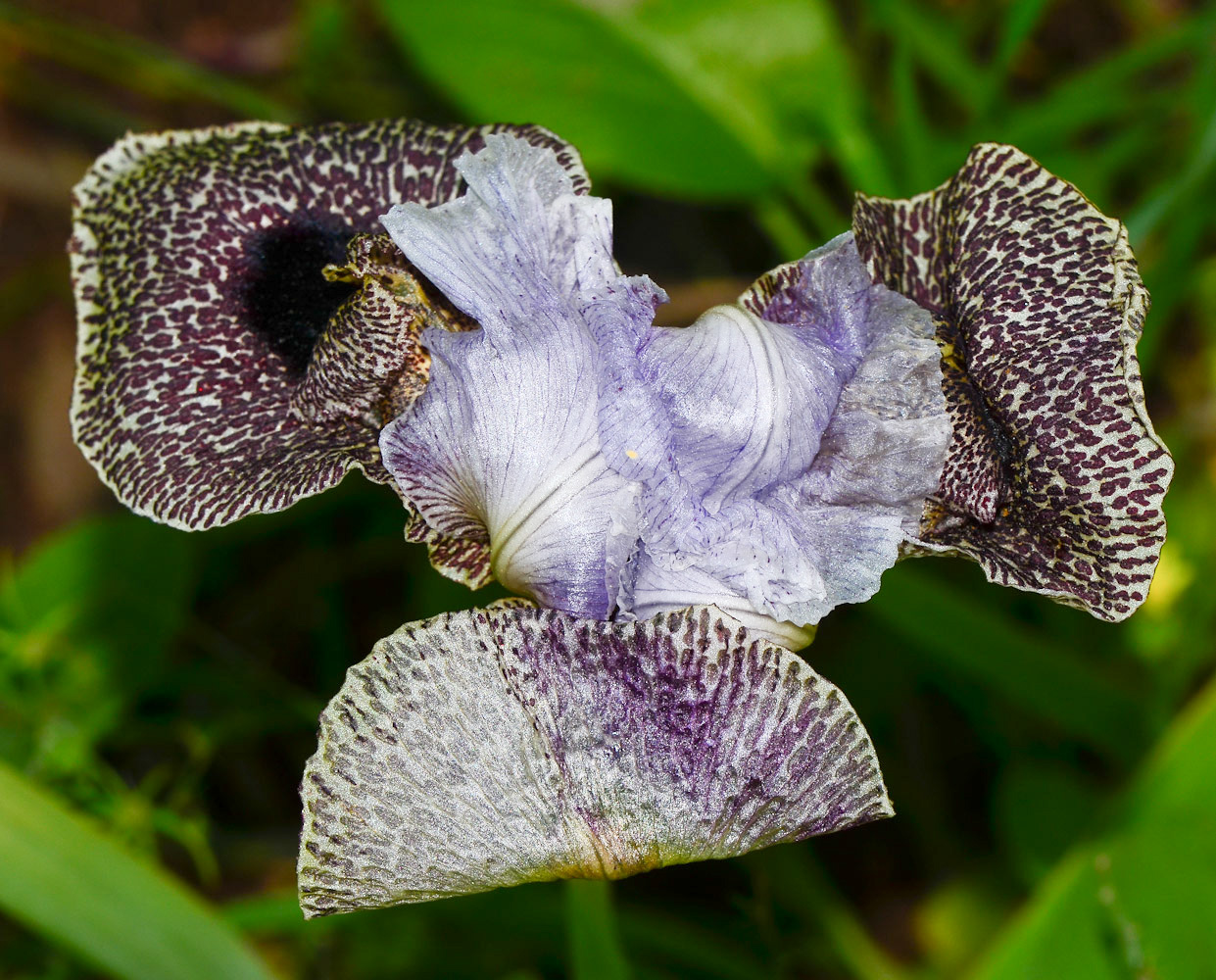 Изображение особи Iris bismarckiana.