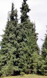 Picea schrenkiana