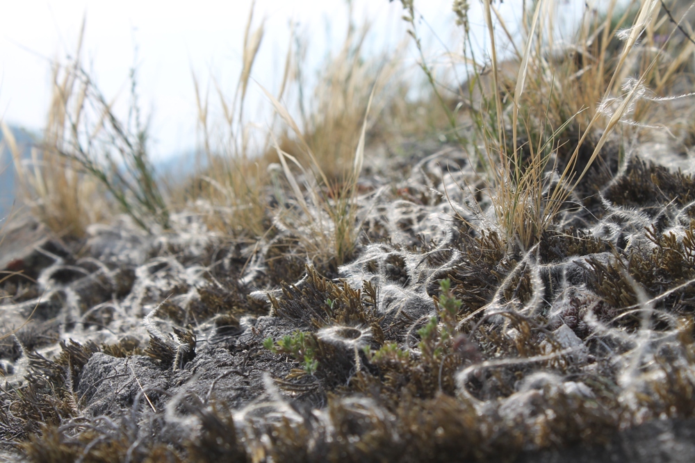 Image of Stipa glareosa specimen.