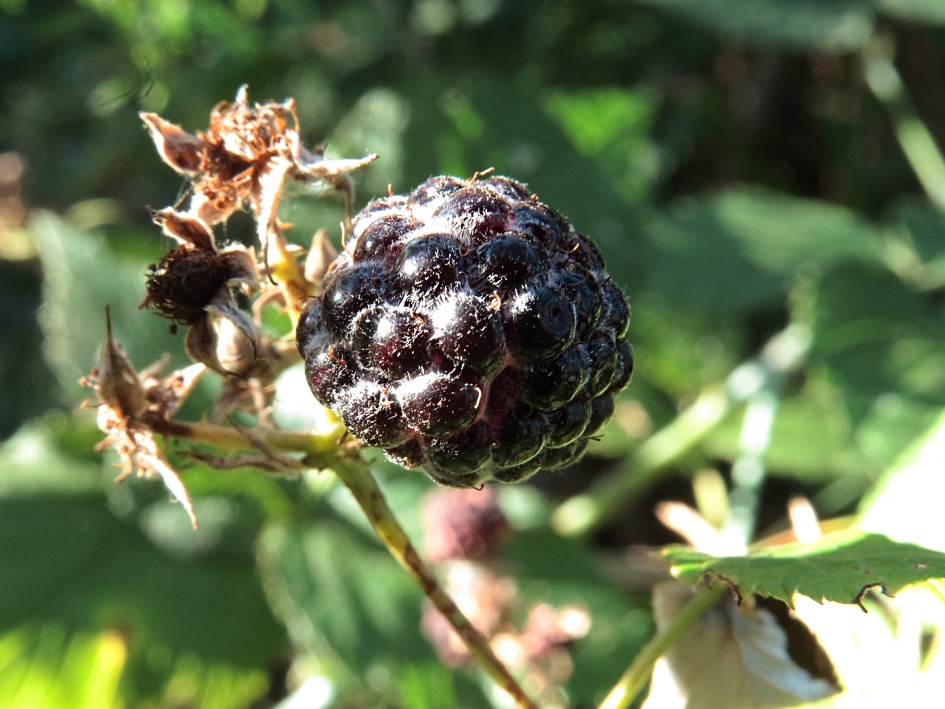 Изображение особи Rubus occidentalis.
