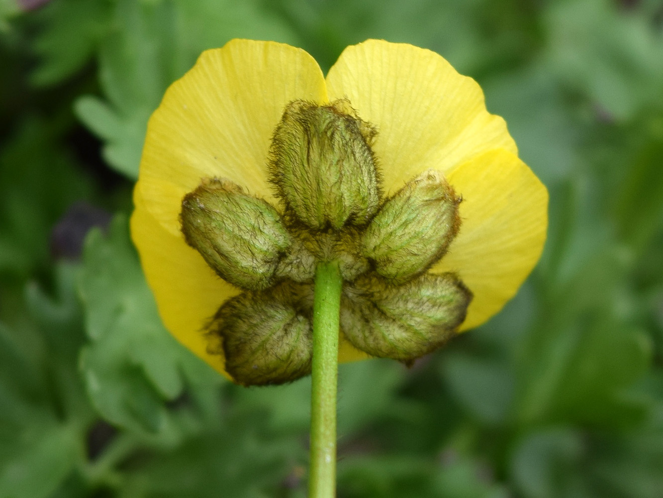 Image of Ranunculus rufosepalus specimen.