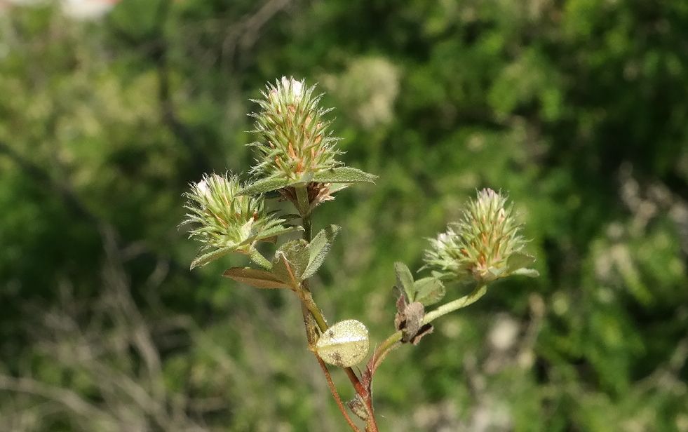 Изображение особи Trifolium scabrum.