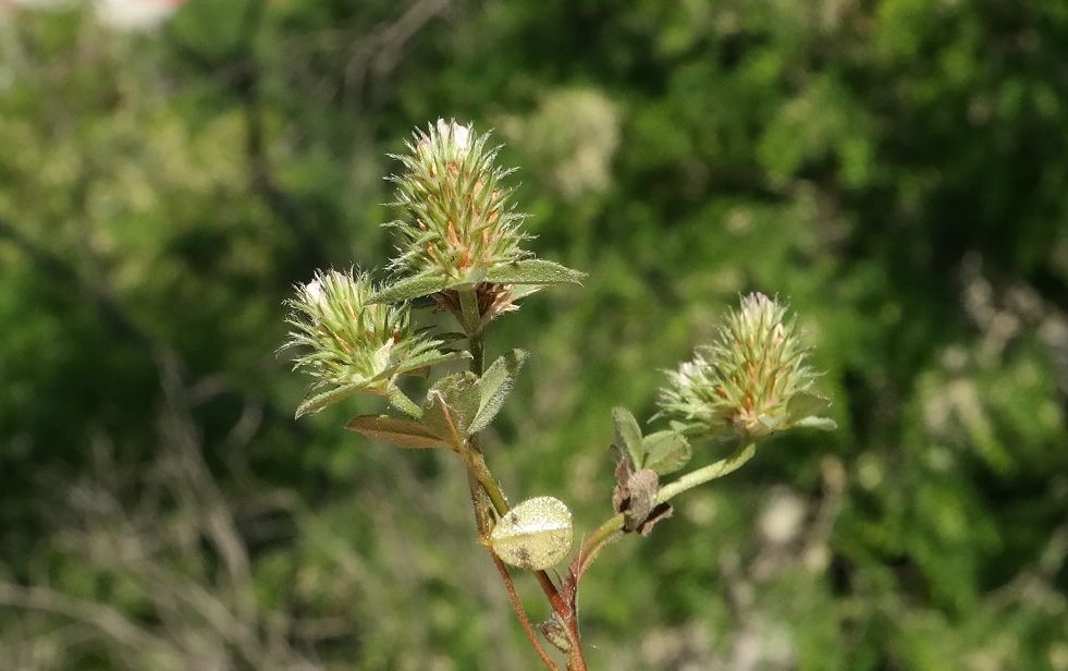 Image of Trifolium scabrum specimen.